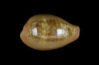 藏品(紅唇寶螺)的圖片